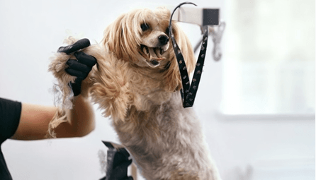 Pet Grooming